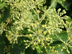 Hedera helix