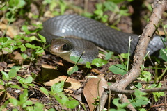 Coluber constrictor latrunculus