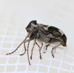 Ptinomorphus imperialis