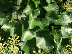 Hedera helix
