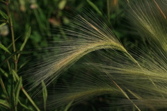 Hordeum jubatum