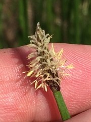 Eleocharis montevidensis