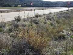 Alopecurus myosuroides