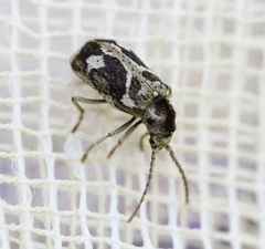 Ptinomorphus imperialis