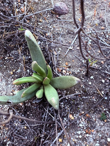 Machairophyllum albidum, photograph 3