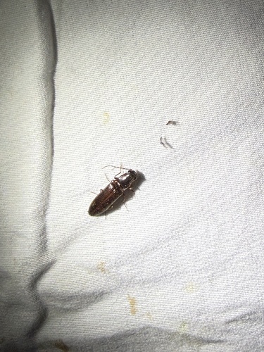 iNaturalist observation photo of Click Beetles