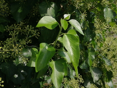 Hedera helix