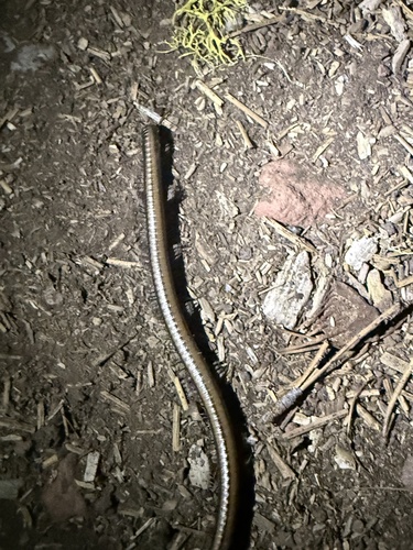 iNaturalist observation photo of Yosemite Millipede