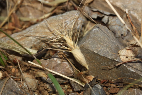 Aegilops geniculata observed 2026-07-28