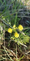 Polytaenia nuttallii