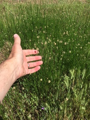 Eleocharis montevidensis