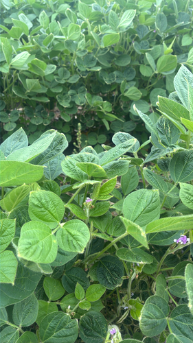 Soybean