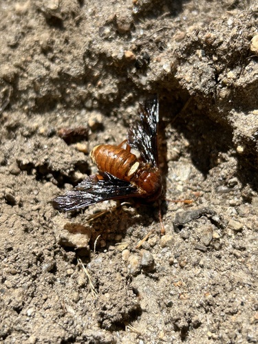 iNaturalist observation photo of Insects