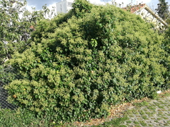 Hedera helix