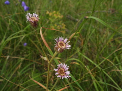 Erigeron atticus