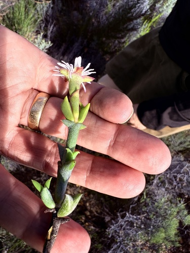 Smicrostigma viride, photograph 1