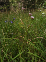 Erigeron atticus, photograph (c) Yves Bas, some rights reserved (CC BY)