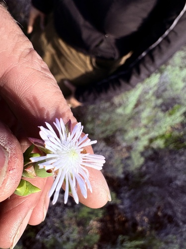 Smicrostigma viride, photograph 2