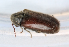 Hyperisus plumbeus