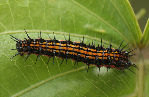 Andean Silverspot photo 4