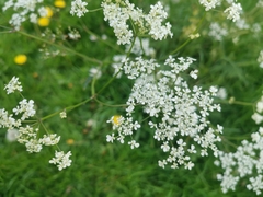Anthriscus sylvestris