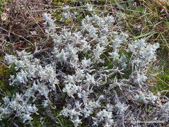 Teucrium gnaphalodes
