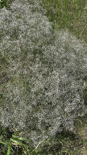 baby's-breath