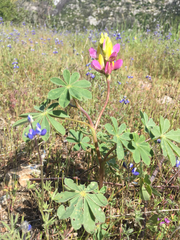 Lupinus stiversii