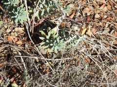 Euphorbia nicaeensis