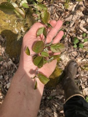 Amelanchier sanguinea
