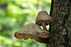 Pluteus leucoborealis
