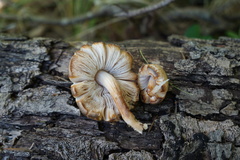 Pluteus leucoborealis