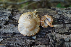Pluteus leucoborealis