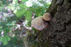 Pluteus leucoborealis