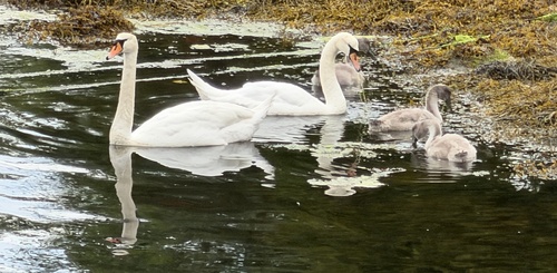 Mute Swan