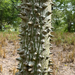 Ceiba Bonga