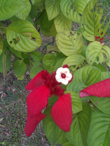 Red-leaved Mussaenda