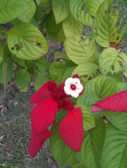 Mussaenda erythrophylla