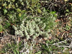 Teucrium gnaphalodes