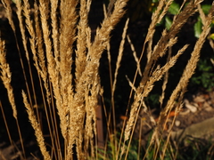 Calamagrostis × acutiflora