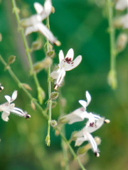 Andrographis paniculata