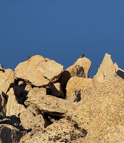 iNaturalist observation photo of Sierra Nevada Rosy-Finch