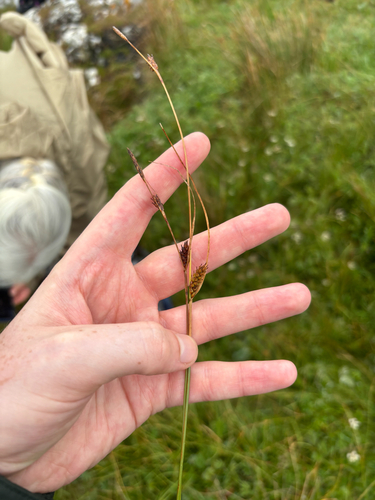 Carex distans, 2026-07-29