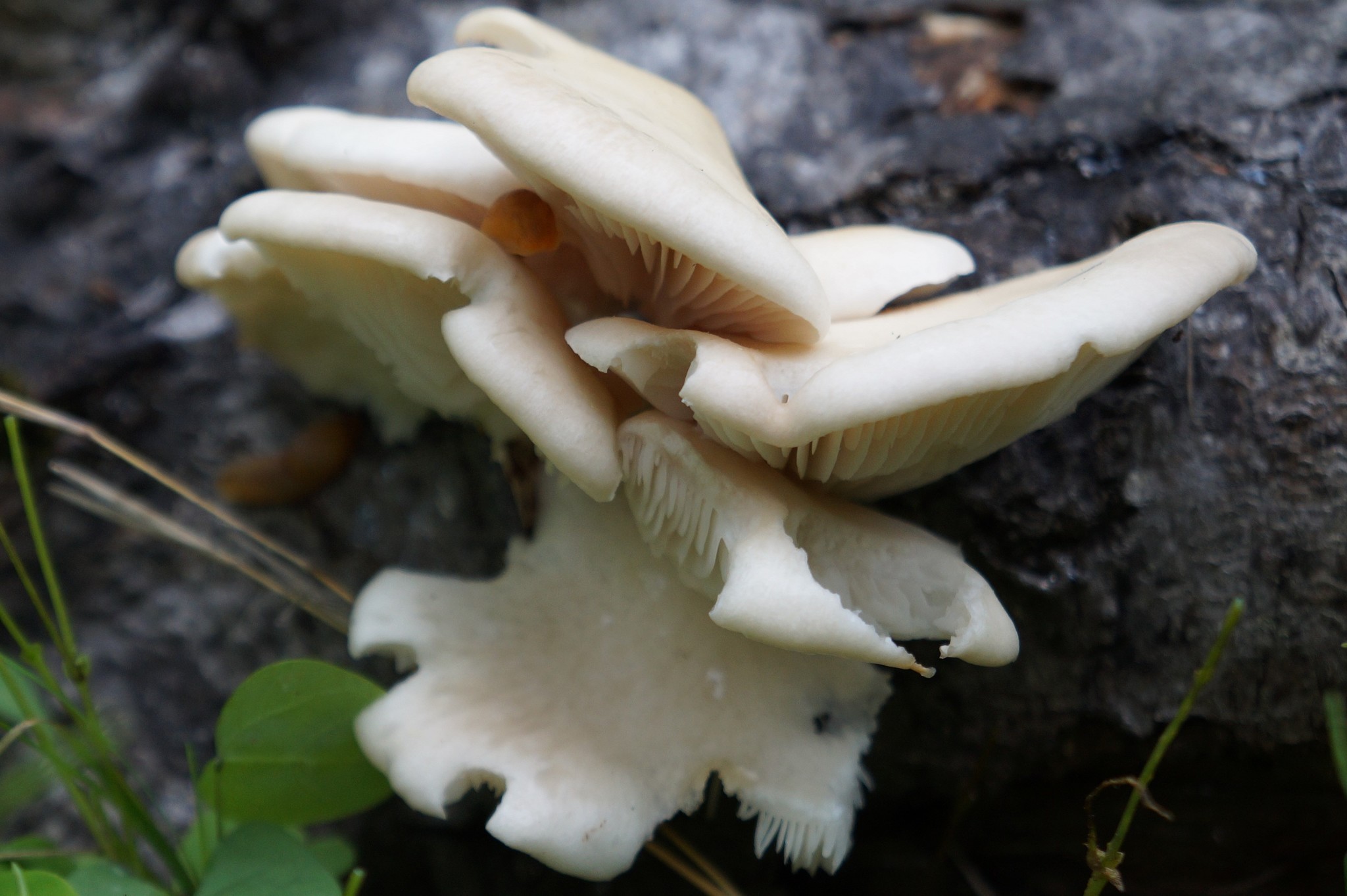 Pleurotus populinus image