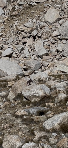 iNaturalist observation photo of Sierra Nevada Rosy-Finch