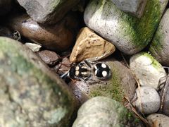 Hoplomutilla insignis