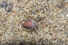 Cyrtophora unicolor
