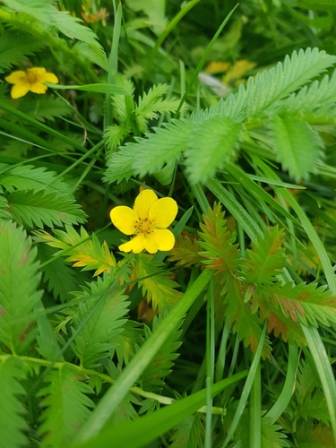 common silverweed