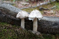 Amanita submaculata