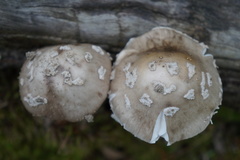 Amanita submaculata